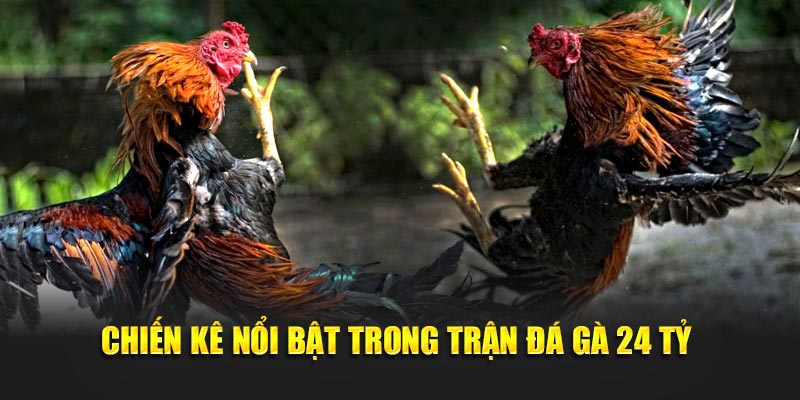 Chiến kê nổi trội trong trận đá gà 24 tỷ 