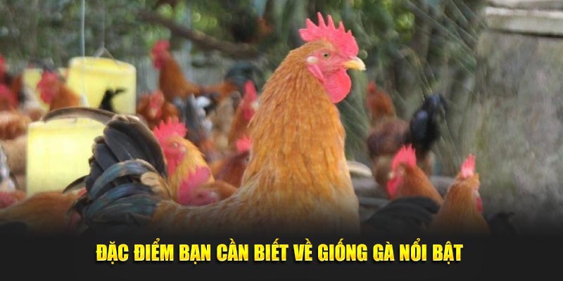 Đặc điểm bạn cần biết về giống gà nổi bật 