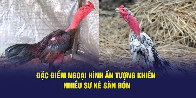 Đặc điểm ngoại hình ấn tượng khiến nhiều sư kê săn đón
