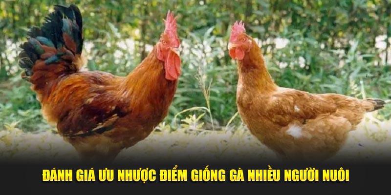 Đánh giá ưu nhược điểm giống gà nhiều người nuôi