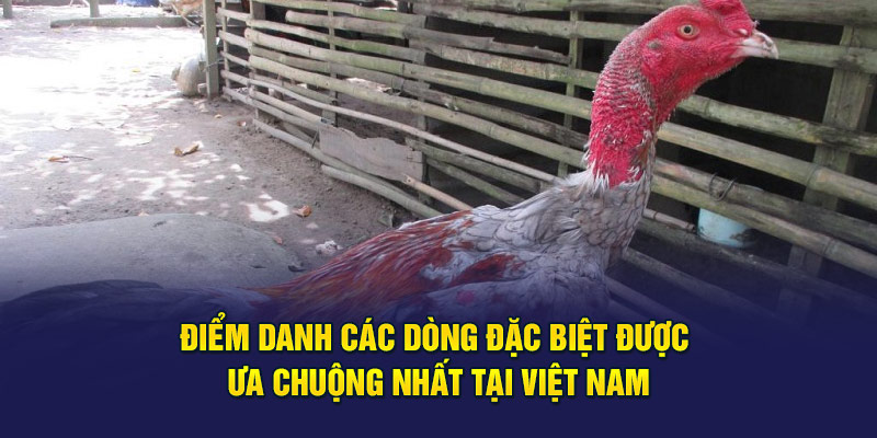 Điểm danh các dòng đặc biệt được ưa chuộng nhất tại Việt Nam