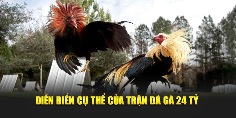 Diễn biến cụ thể của trận đá gà 24 tỷ 
