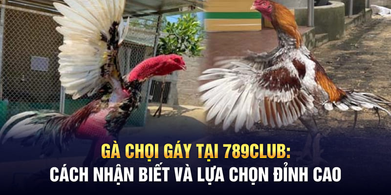 Gà Chọi Gáy Tại 789Club - Cách Nhận Biết Và Lựa Chọn Đỉnh Cao