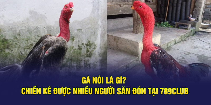 Gà Nòi Là Gì? Chiến Kê Được Nhiều Người Săn Đón Tại 789Club