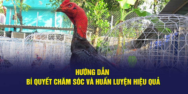 Hướng dẫn bí quyết chăm sóc và huấn luyện hiệu quả