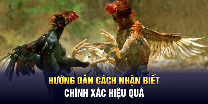 Hướng dẫn cách nhận biết chính xác hiệu quả