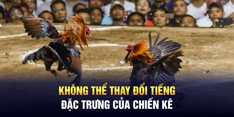 Không thể thay đổi tiếng đặc trưng của chiến kê 