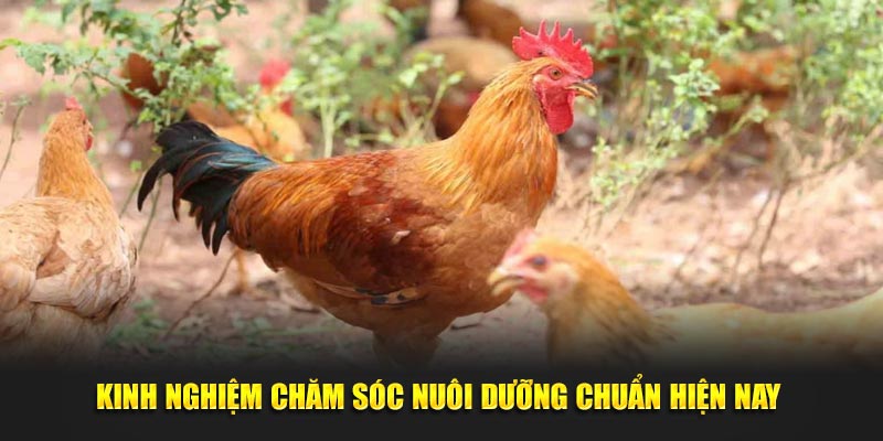 Kinh nghiệm chăm sóc nuôi dưỡng chuẩn hiện nay 
