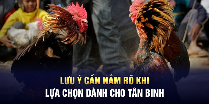 Lưu ý cần nắm rõ khi lựa chọn dành cho tân binh