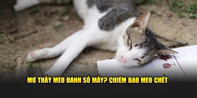 Nằm mơ thấy mèo đánh số mấy? Chiêm bao mèo chết