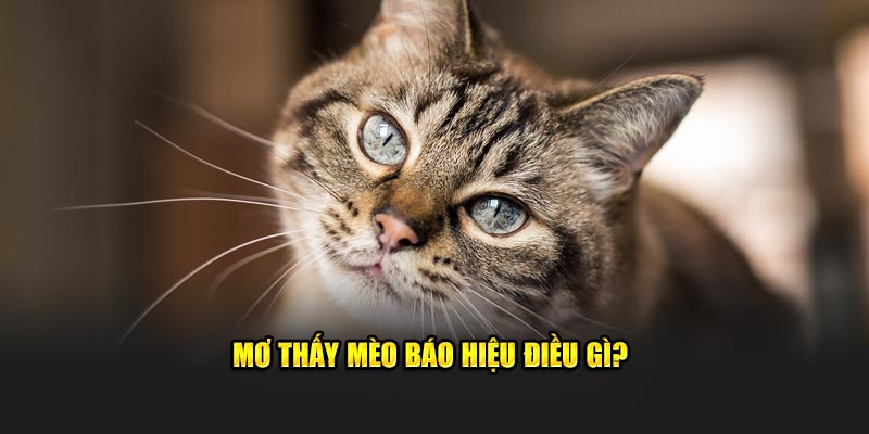 Mơ thấy mèo báo hiệu điều gì?