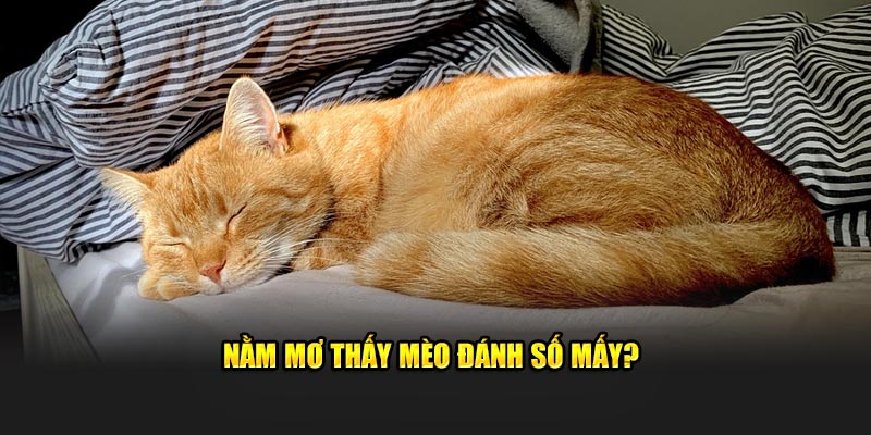 Nằm mơ thấy mèo đánh số mấy?