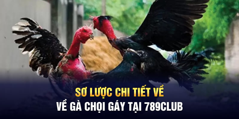 Sơ lược chi tiết về gà chọi gáy tại 789Club 