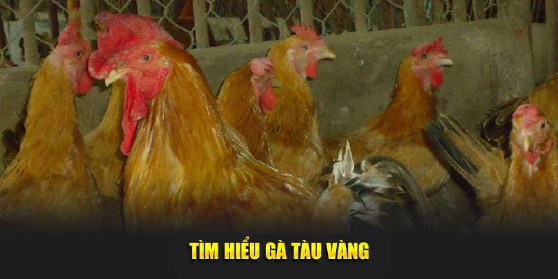 Tìm hiểu gà tàu vàng