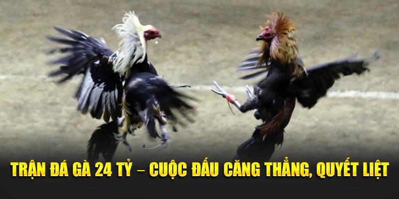 Trận Đá Gà 24 Tỷ – Cuộc Đấu Căng Thẳng, Quyết Liệt