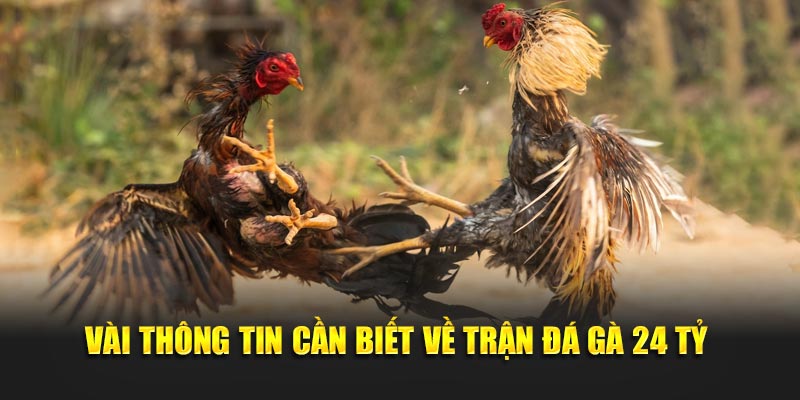 Vài thông tin cần biết về trận đá gà 24 tỷ 